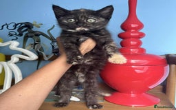 British Shorthair cats for sale: Pure British Shorthair Girls Ready Now! - Image 34
