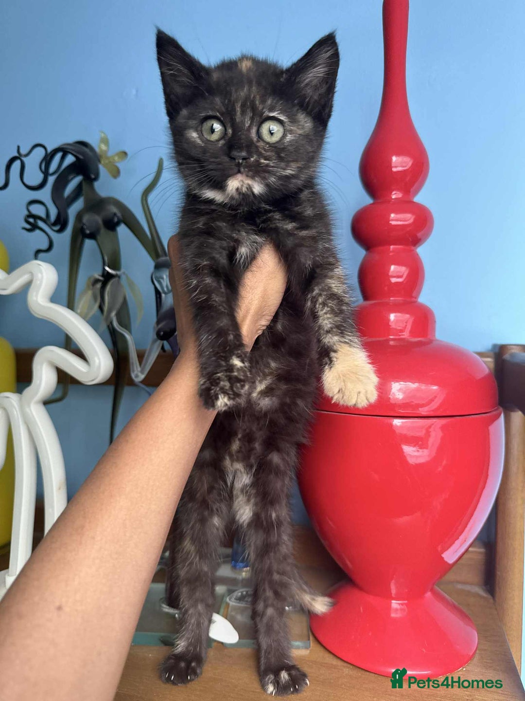 British Shorthair cats for sale: Pure British Shorthair Girls Ready Now! - Image 34