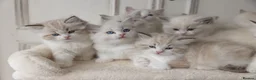 Ragdoll cats for sale: READY NOW Bicolour Lynx Ragdoll kittens - Advert 13