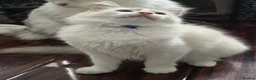 Ragdoll cats for sale: TICA Registered Pedigree Ragdoll Kittens - Advert 22