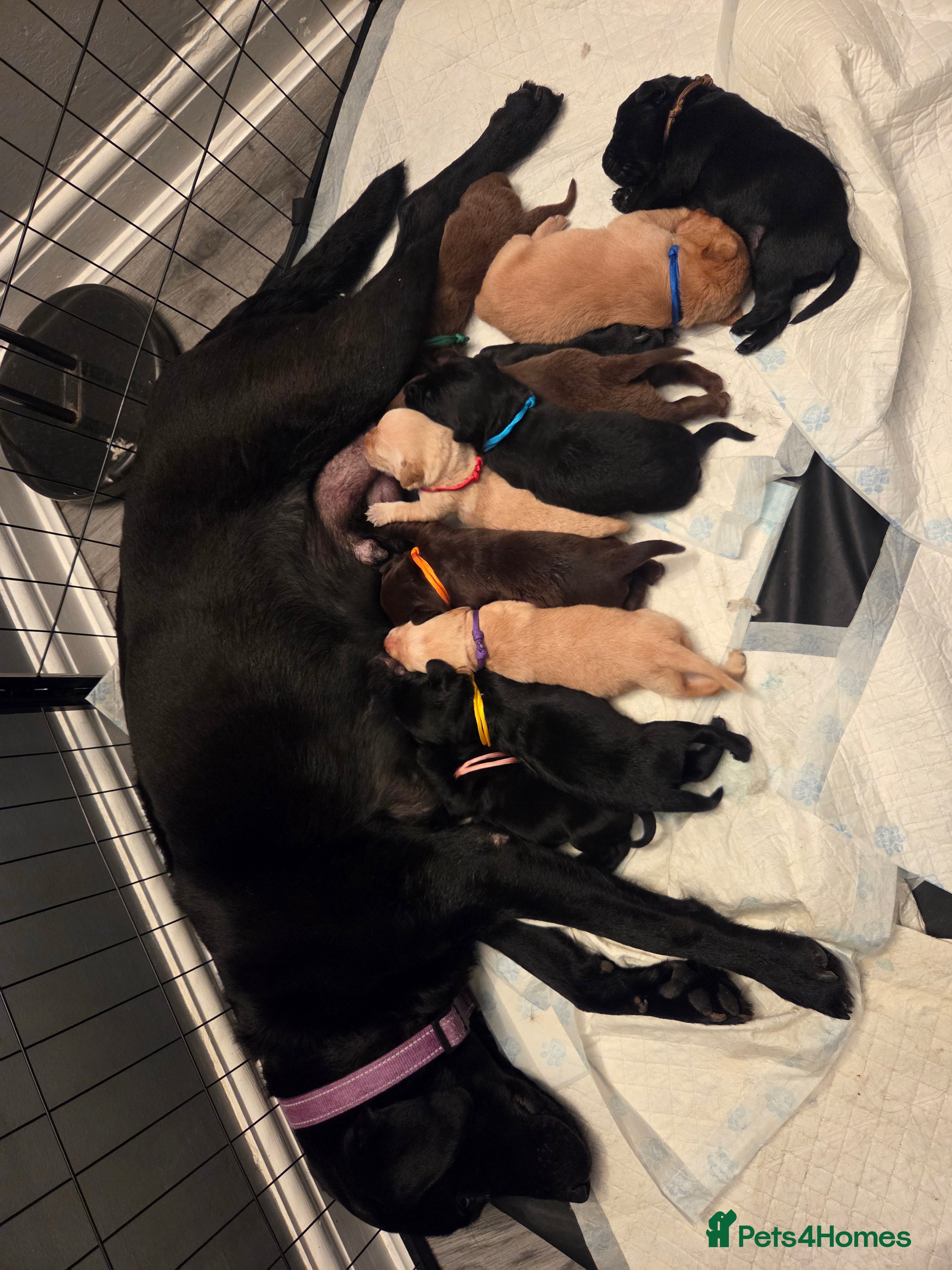 Labrador Retriever dogs for sale: Labrador Puppies  - Advert 1