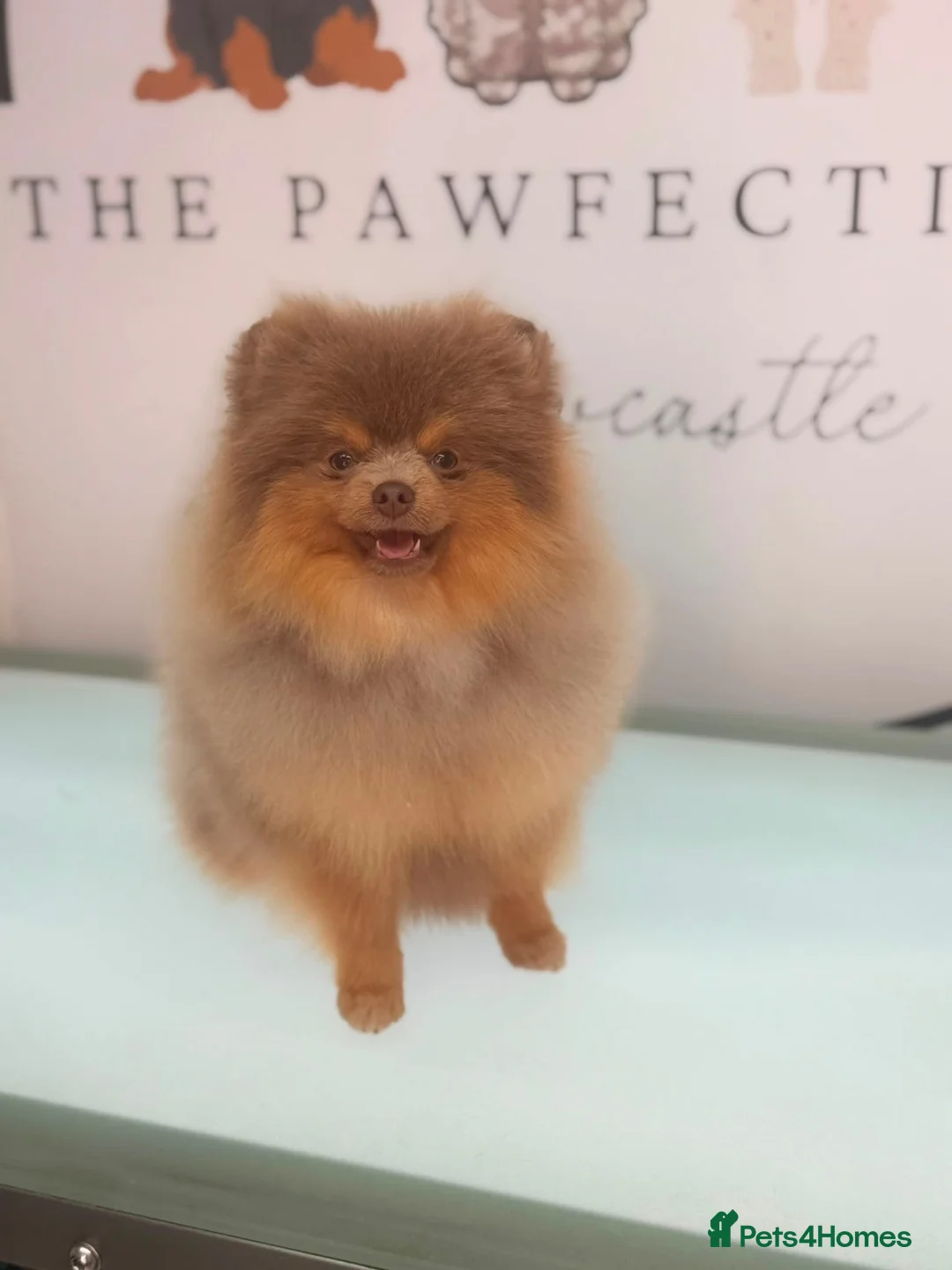 Pomeranian dogs for stud: ** PROVEN, HEALTHY STUD ** - Advert 2