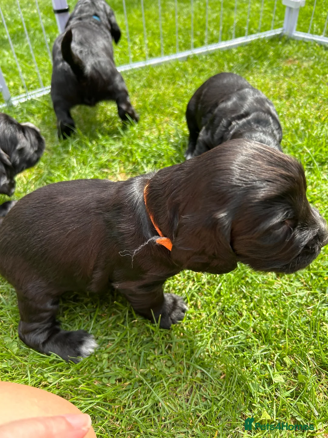 Sprocker dogs for sale: Sprocker Spaniel Puppies For Sale - Advert 29