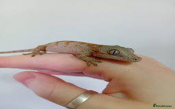 Gecko reptiles for sale: Crested Gecko Gargoyle &  Leachianus Gecko  in Wigston - Image 8