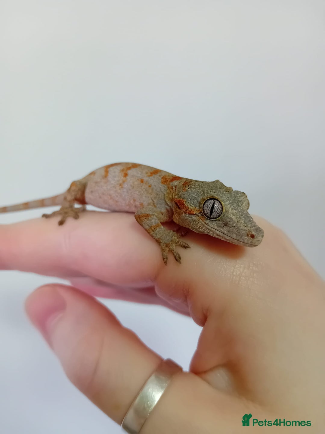 Gecko reptiles for sale: Crested Gecko Gargoyle &  Leachianus Gecko  in Wigston - Image 8