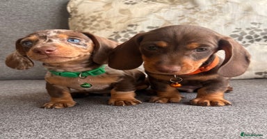 Dachshund dogs - Advert 7