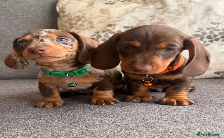 Dachshund dogs - Advert 1