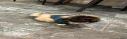 Pekingese dogs for stud: KC registered Pekingese for Stud (Not for sale) - Advert 2