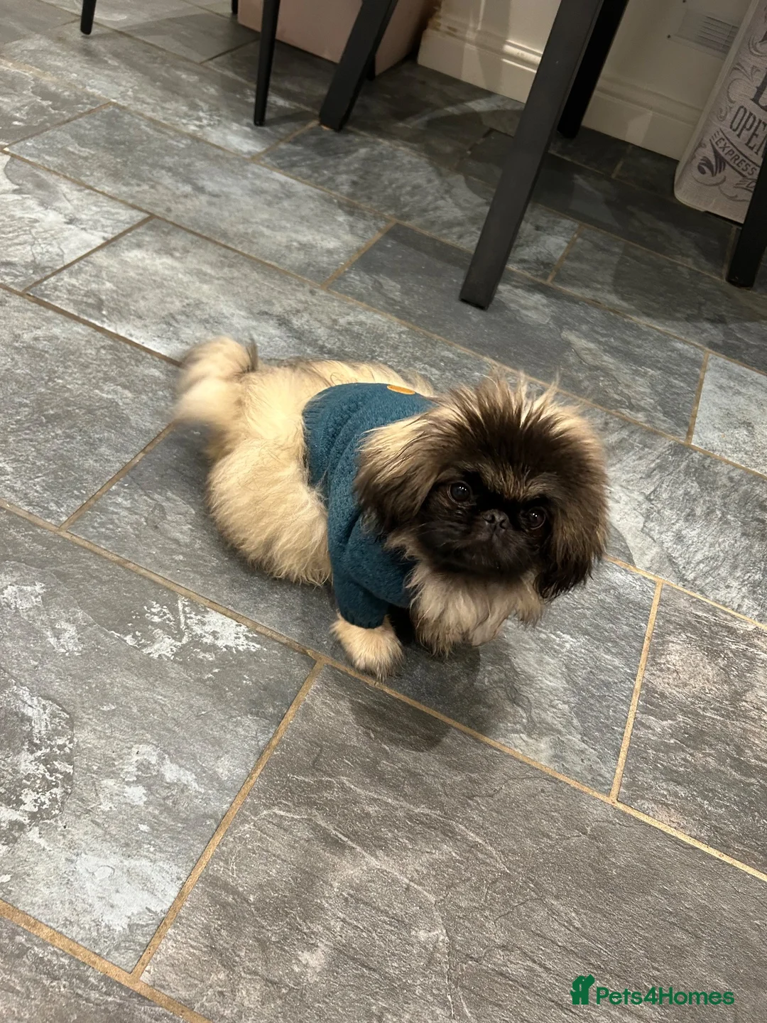 Pekingese dogs for stud: KC registered Pekingese for Stud (Not for sale) - Advert 2