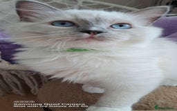 Ragdoll cats for sale: GCCF reg Ragdoll kittens  - Image 15