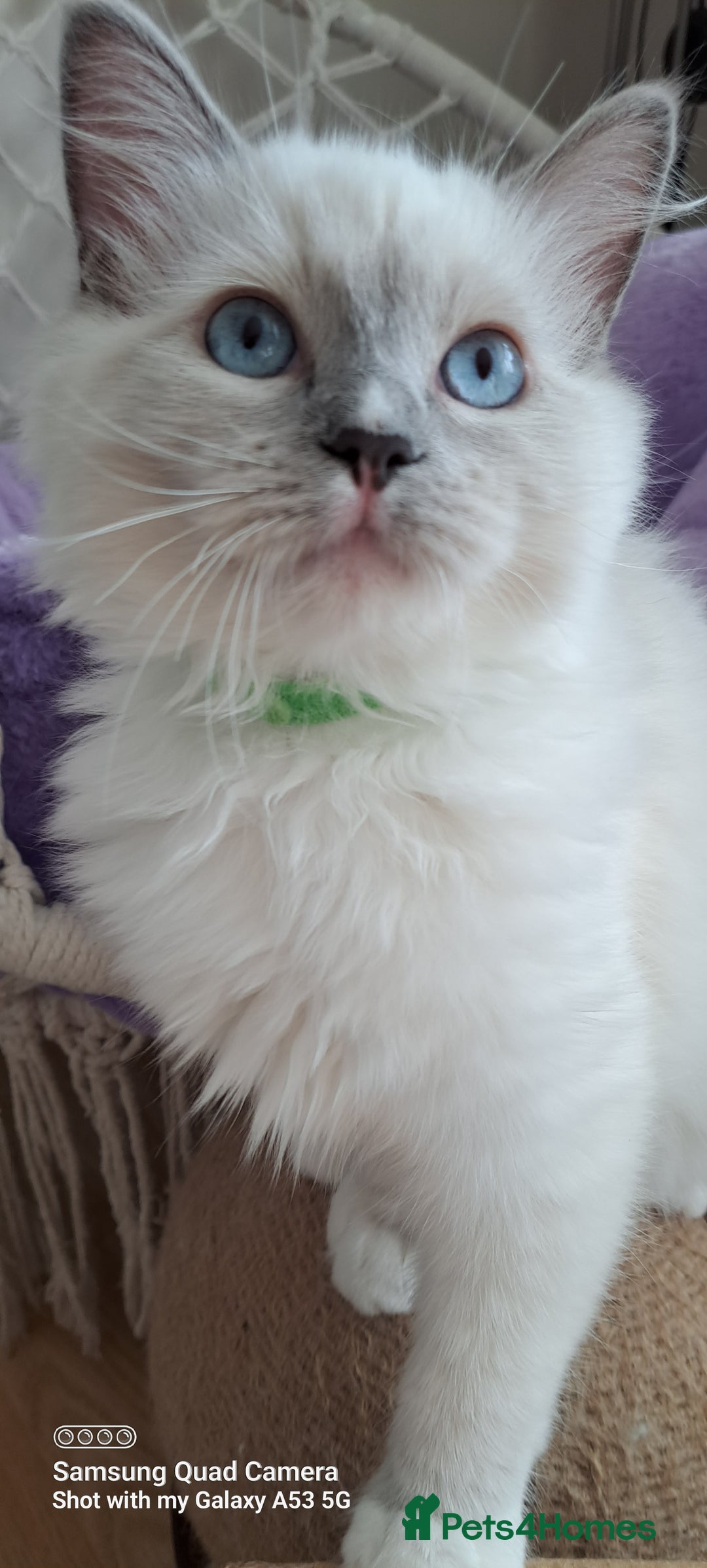 Ragdoll cats for sale: GCCF reg Ragdoll kittens  - Image 15