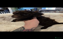 Cockapoo dogs for sale: F1b toy cockapoo puppies ready 3/11/25 - Image 10