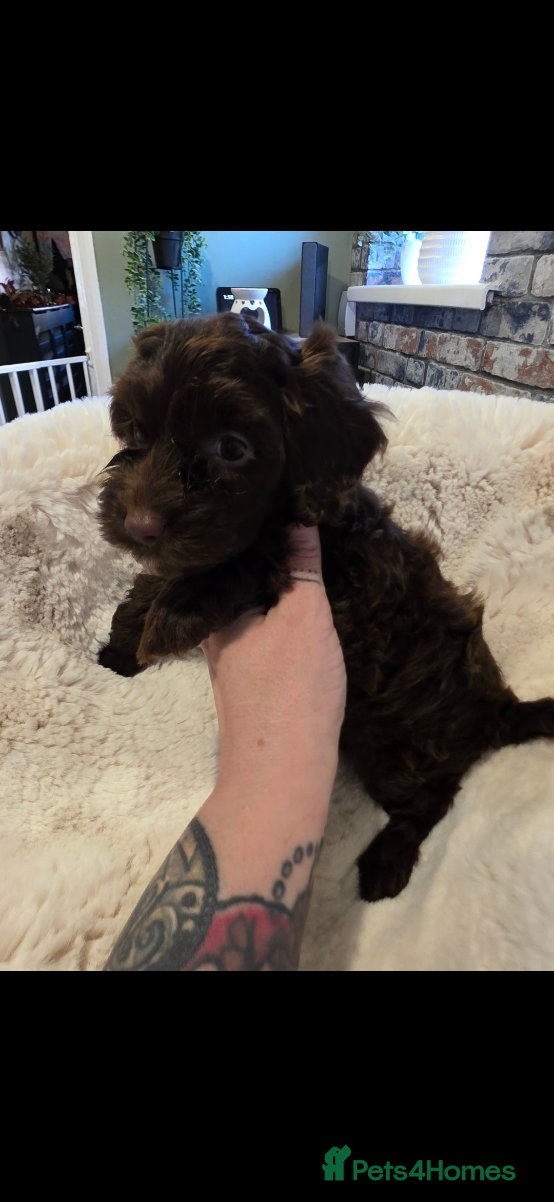 Cockapoo dogs for sale: F1b toy cockapoo puppies ready 3/11/25 - Image 10