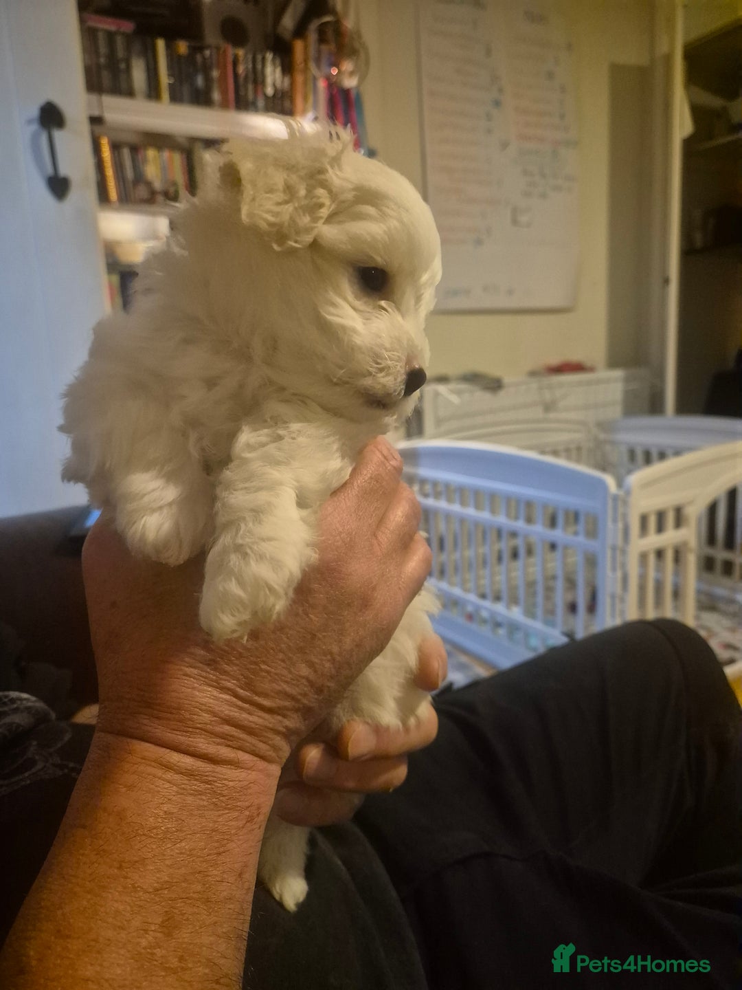 Mixed Breed dogs for sale: Stunning, Rare, Cotonese puppies  - Advert 11