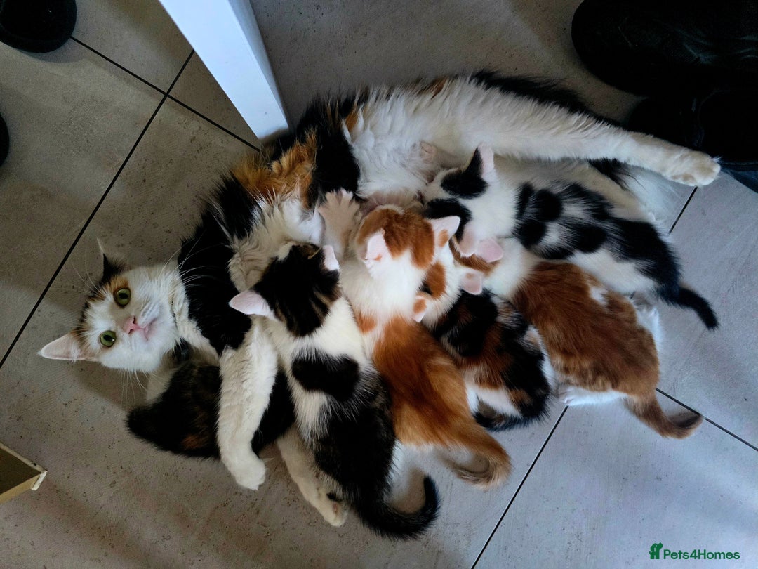 Mixed Breed cats for sale: 6 kittens  - Image 9