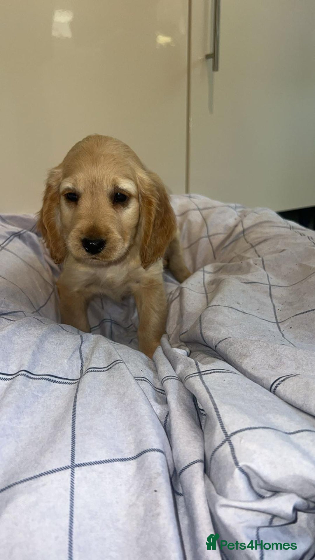 Cocker Spaniel dogs for sale: Cocker spaniel puppies - Image 5