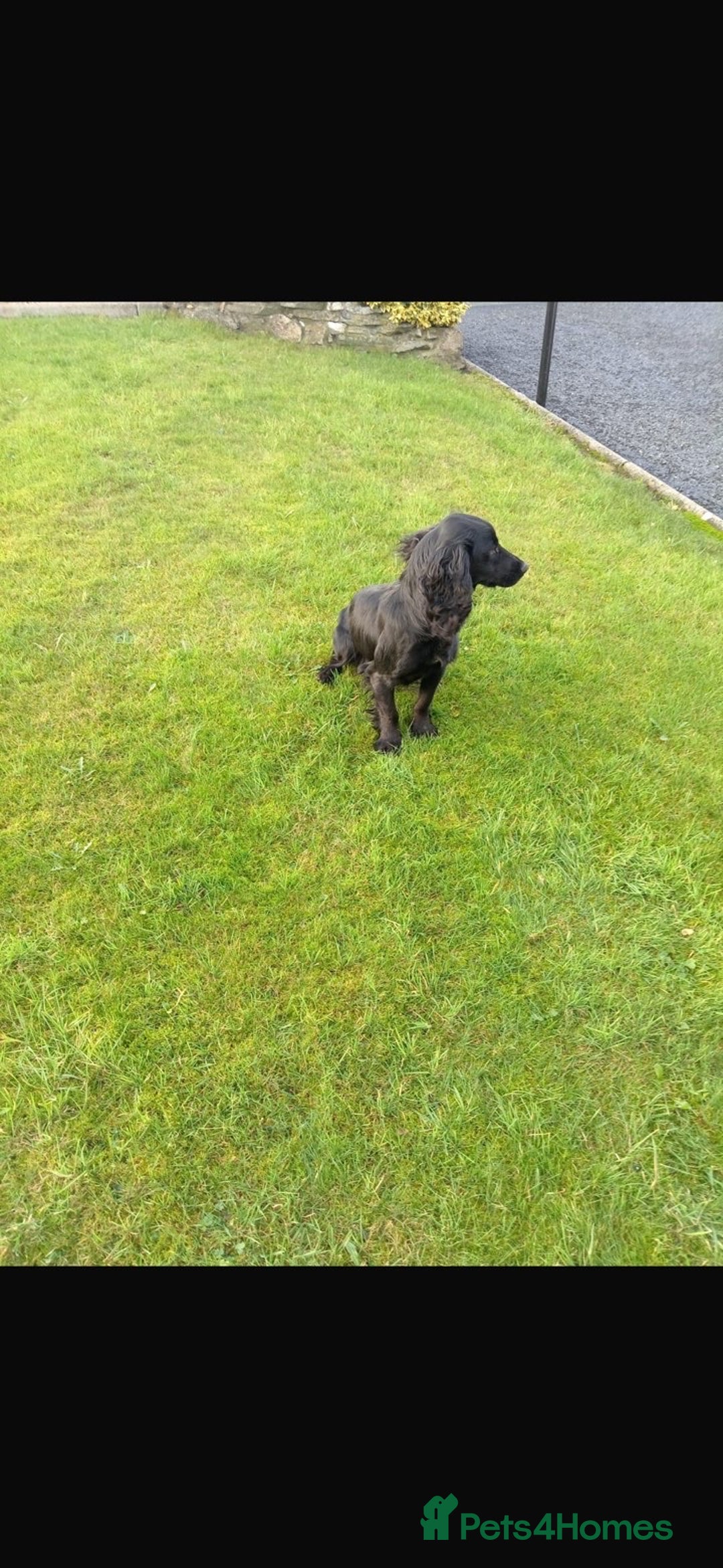 Cocker Spaniel dogs for sale: KC registered working cocker pup - Image 8