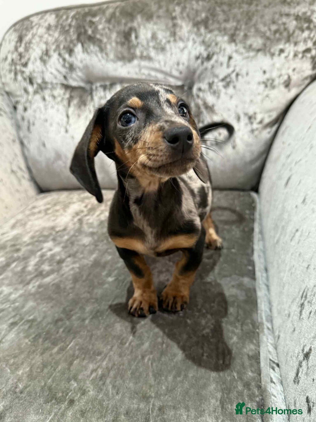 Dachshund dogs for sale: Miniature Dachshunds - Advert 17