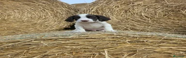 Cocker Spaniel 2