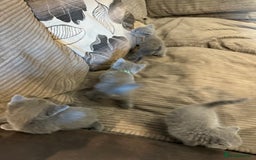 British Shorthair cats for sale: British Shorthair kittens  - Image 7