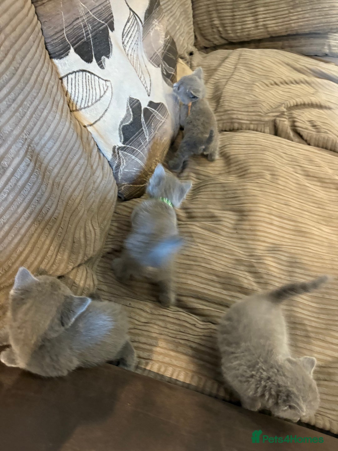 British Shorthair cats for sale: British Shorthair kittens  - Image 7