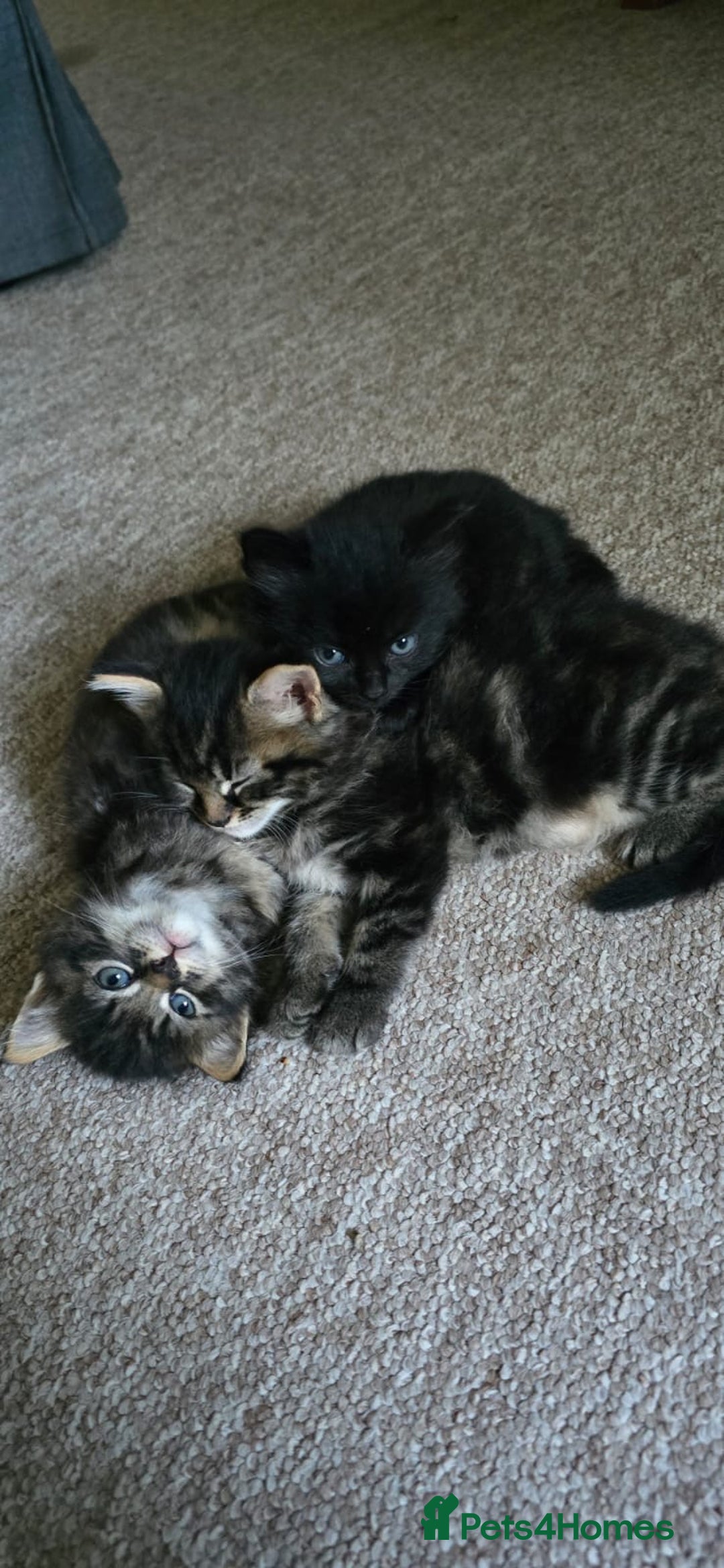 Mixed Breed cats for sale: RH16 3HE - Image 5