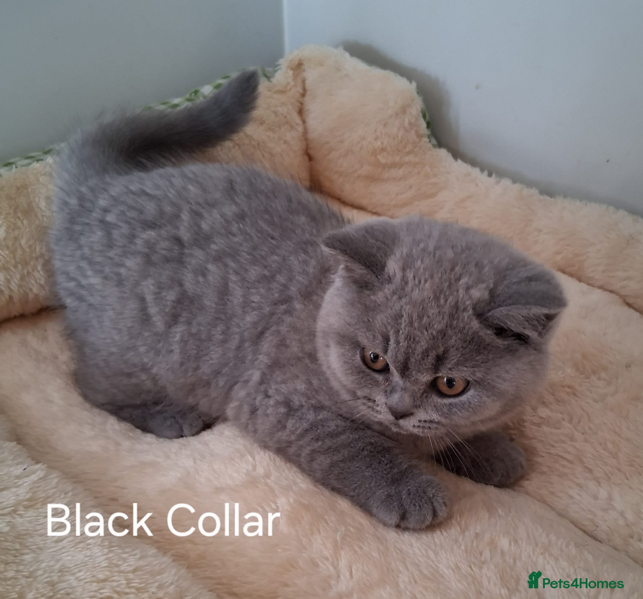 British Shorthair cats British shorthair kittens - Advert 2