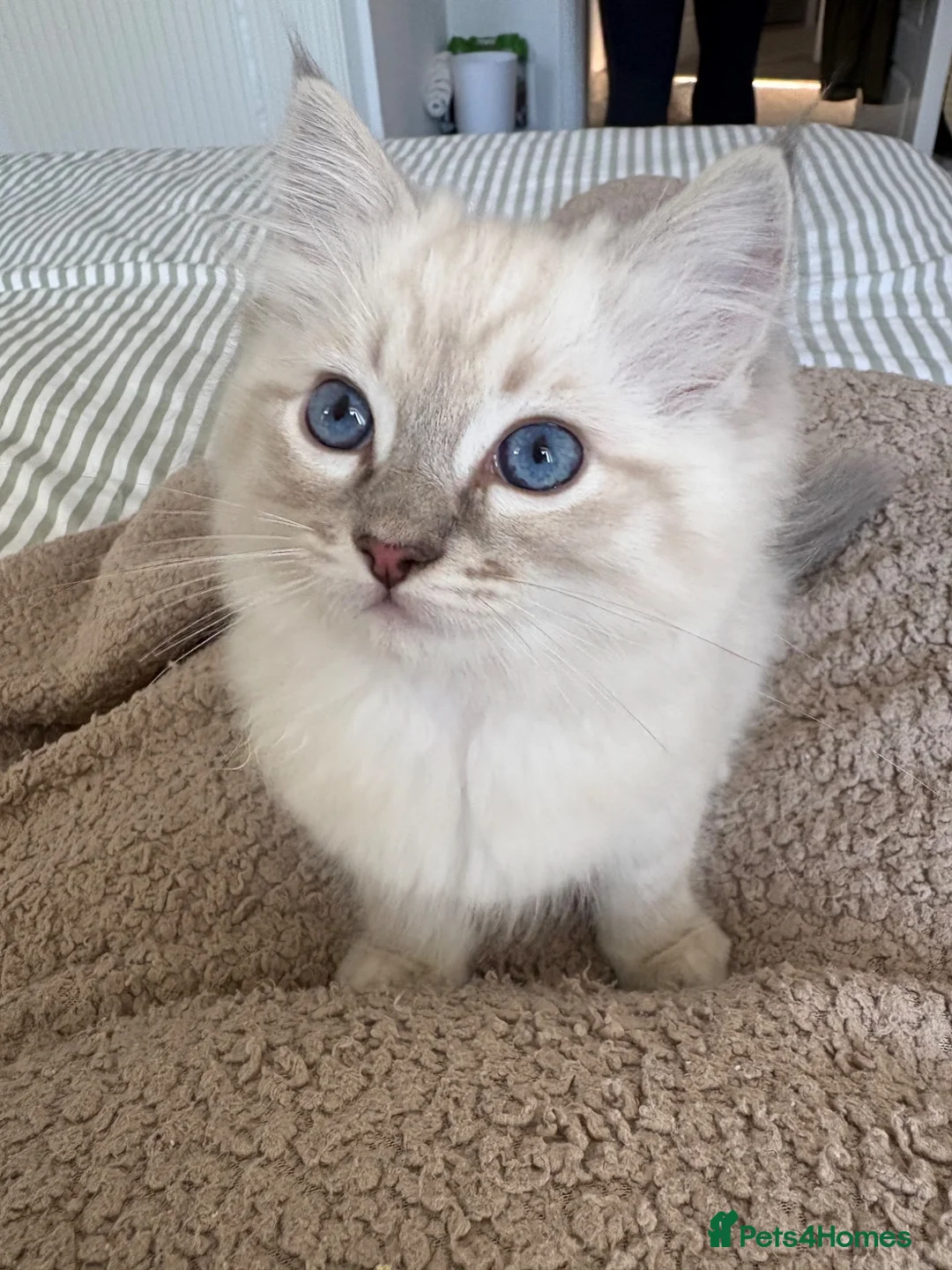 Ragdoll cats for sale: Ragdoll kitten Boy  - Advert 6