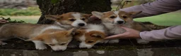 Welsh Corgi Pembroke dogs for sale:  Pembrokeshire Corgi Puppies for sale!🏡 - Advert 9