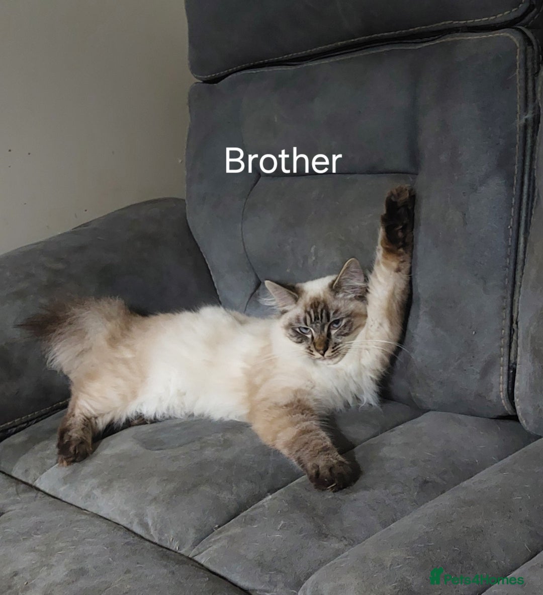 Ragdoll cats for sale: 6 beautiful 3 quarter ragdoll babies in Bedford - Image 13