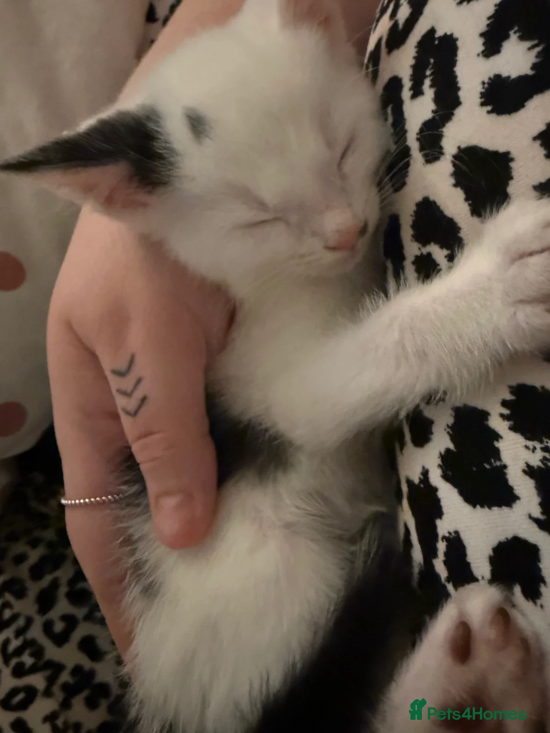 Mixed Breed cats for sale: 2 males left!!  - Advert 2