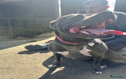 Mixed Breed dogs for sale: FEMALE STAFFY - Image 1