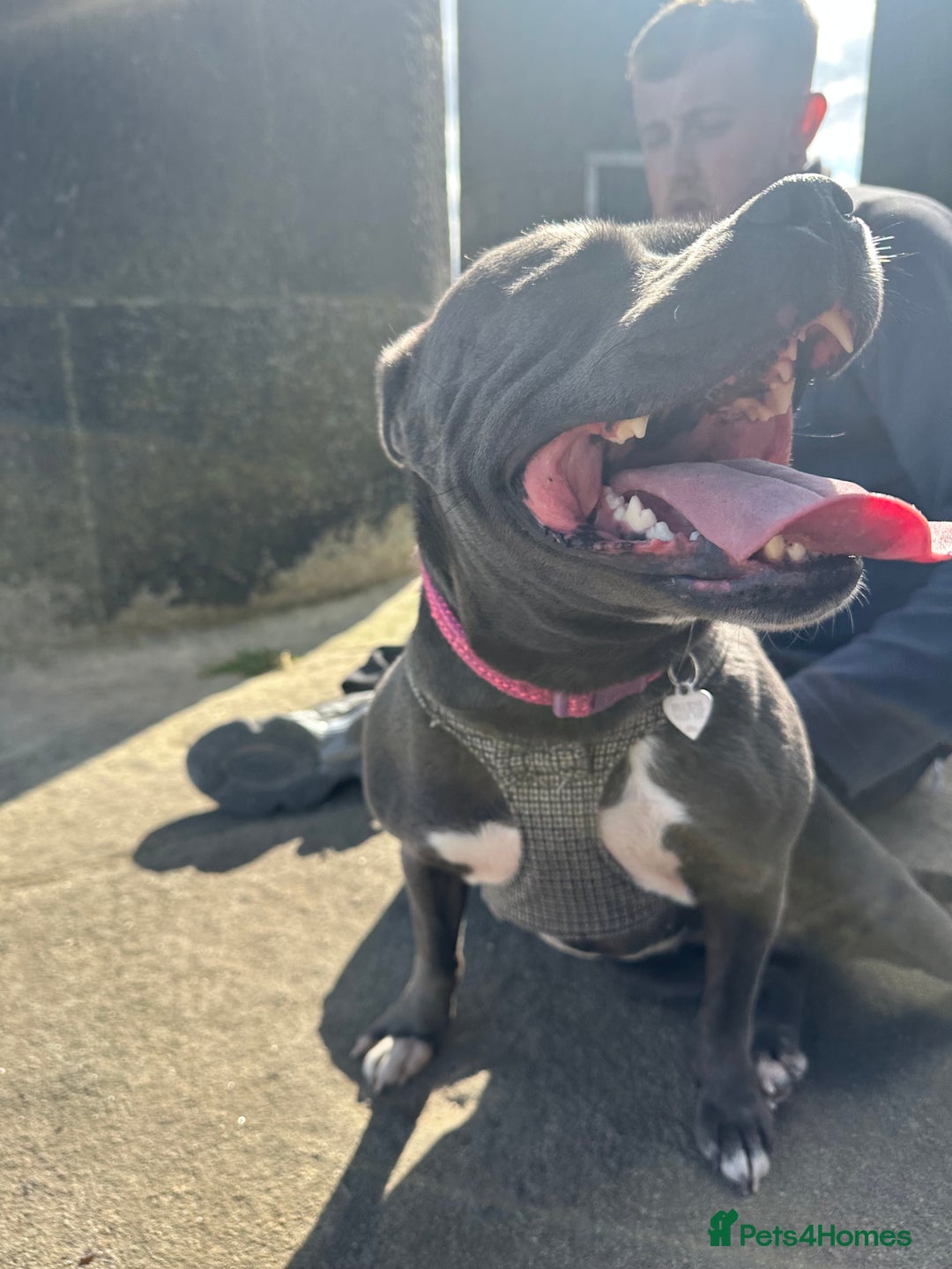 Mixed Breed dogs for sale: FEMALE STAFFY - Image 1