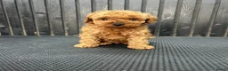 Cavapoo dogs for sale: RARE  **  CAVAPOOS dna tested parents  in Nottingham - Advert 21