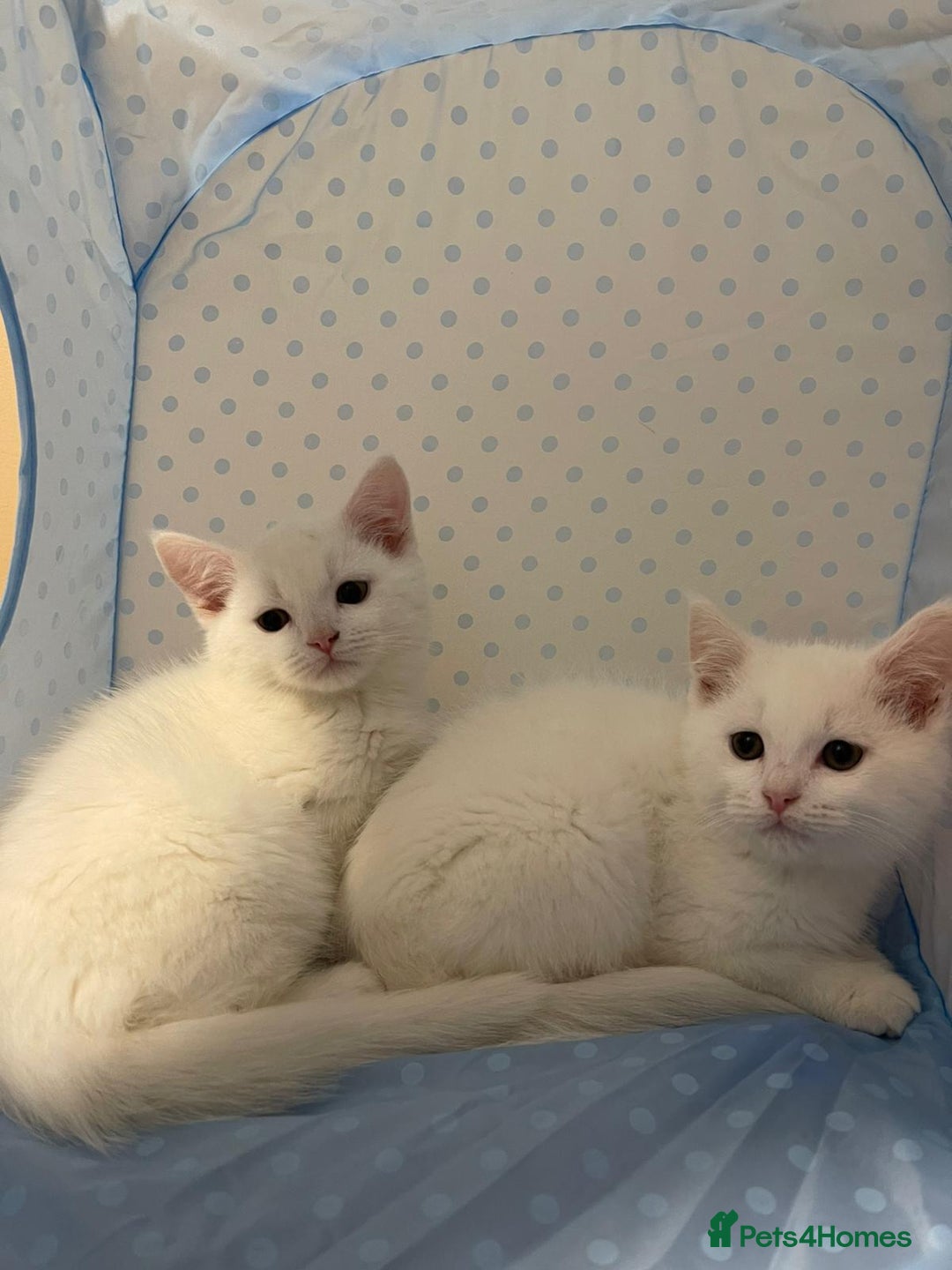 Ragdoll cats for sale: Ragdoll cross British Short Hair Kittem  - Advert 3