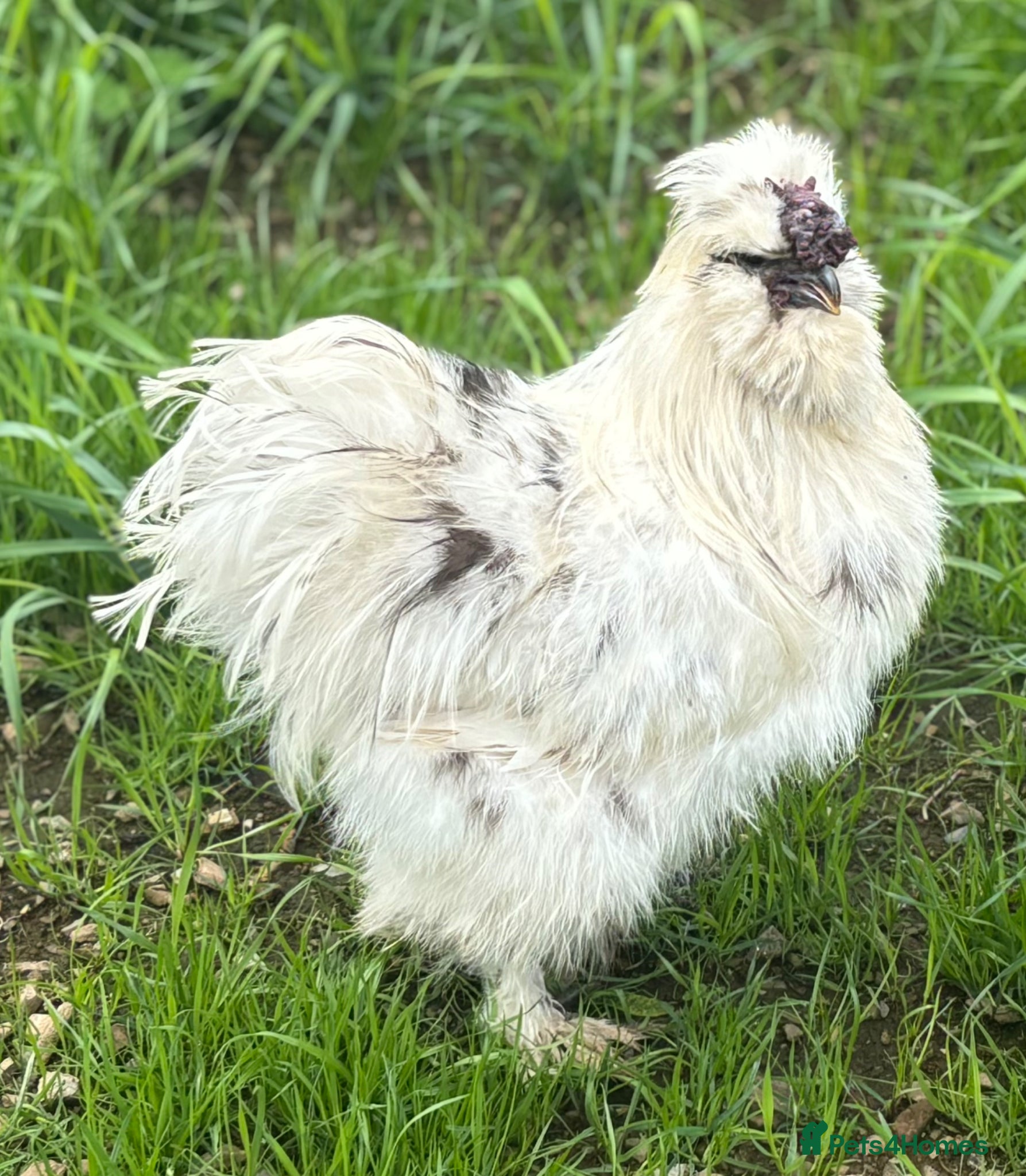 Chickens poultry Silkie Hatching Eggs – Paint & Cuckoo-Type  - Advert 1