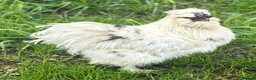 Chickens poultry for sale: Silkie Hatching Eggs – Paint & Cuckoo-Type  - Advert 1