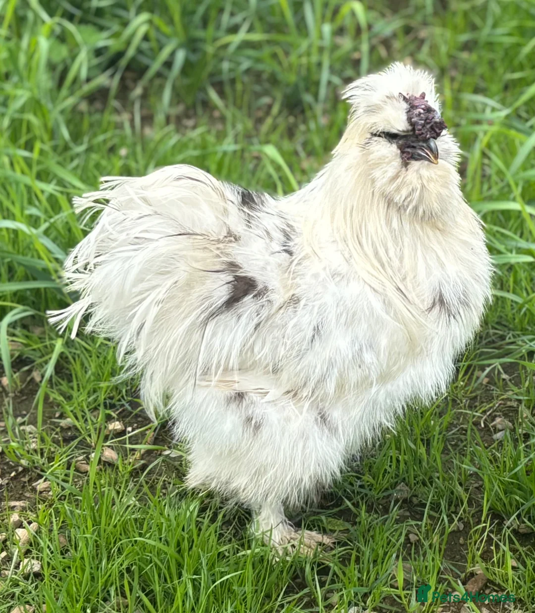 Chickens poultry for sale: Silkie Hatching Eggs – Paint & Cuckoo-Type  - Advert 1