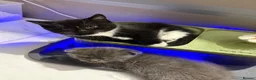 Mixed Breed cats for sale: Scottish fold, straight ears mixed breed kittens!  - Advert 12