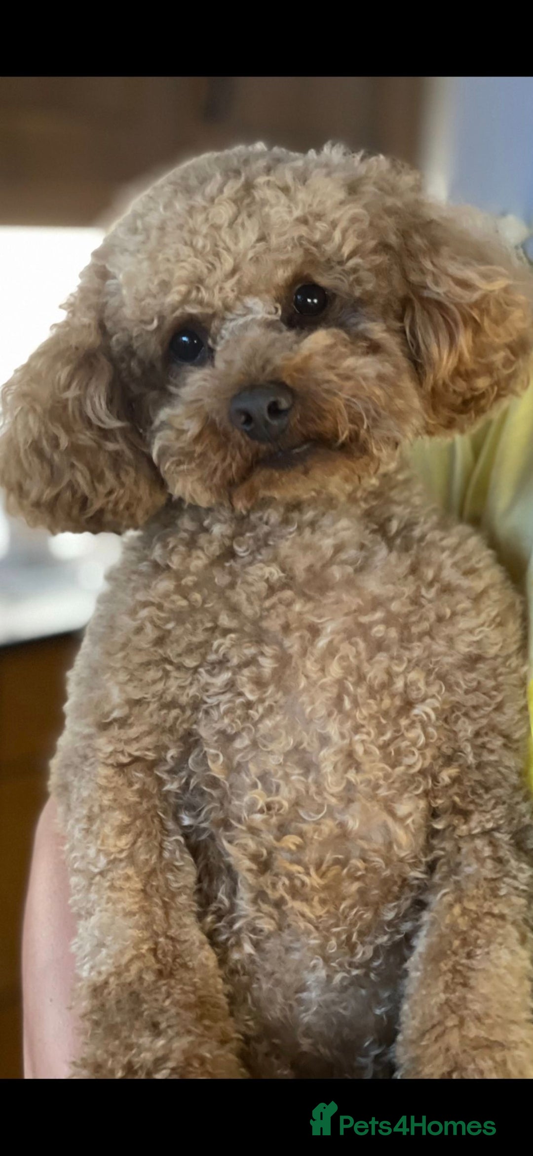 Toy Poodle dogs for sale: Toy Poodle  - Image 9