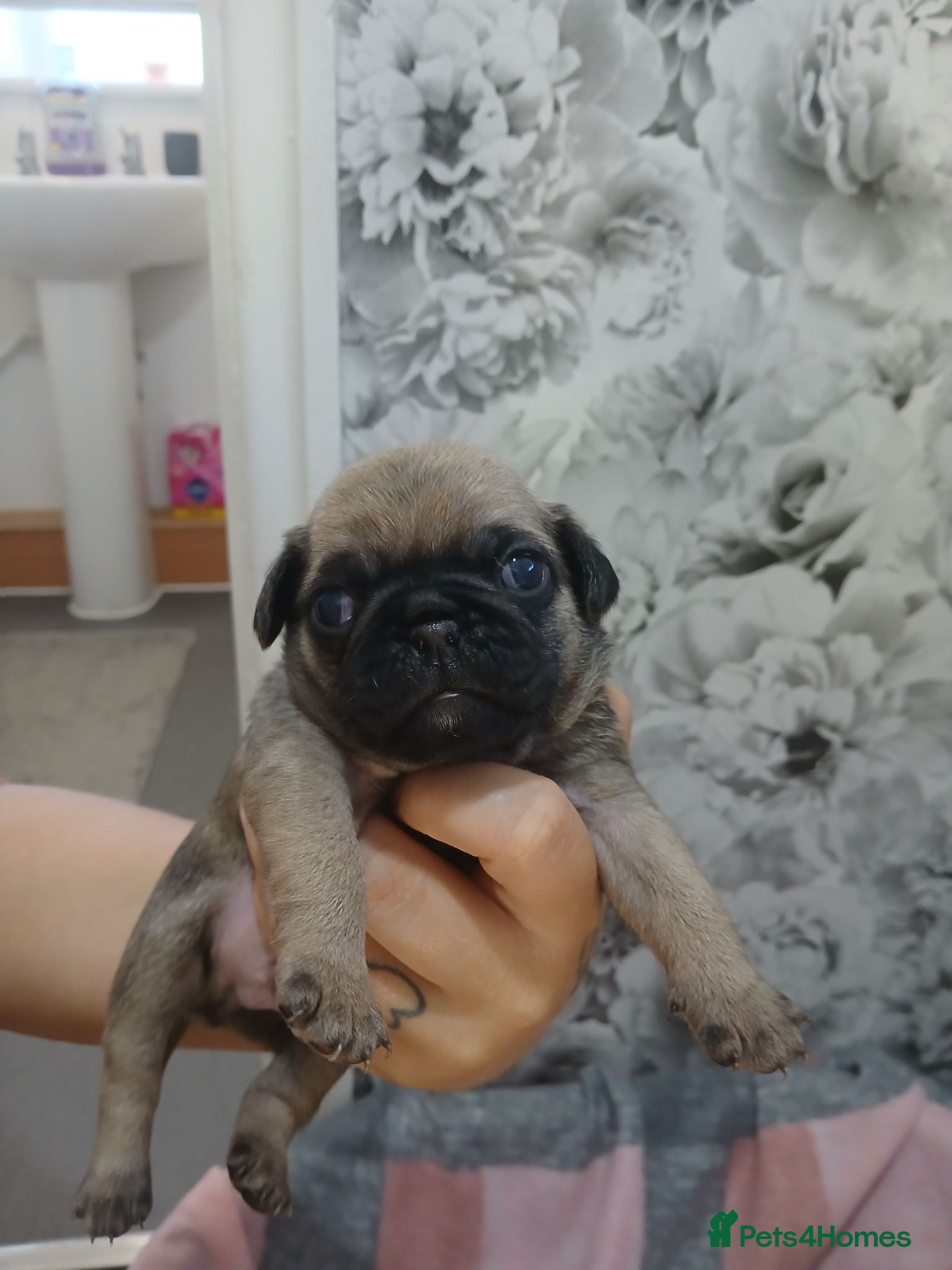 Pug dogs 4 Beautiful Pug Puppys For Sale - Advert 1