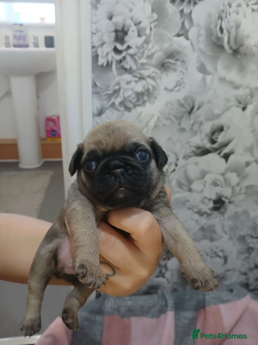Pug dogs for sale: 4 Beautiful Pug Puppys For Sale - Advert 1