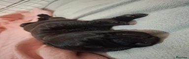 Male 4 