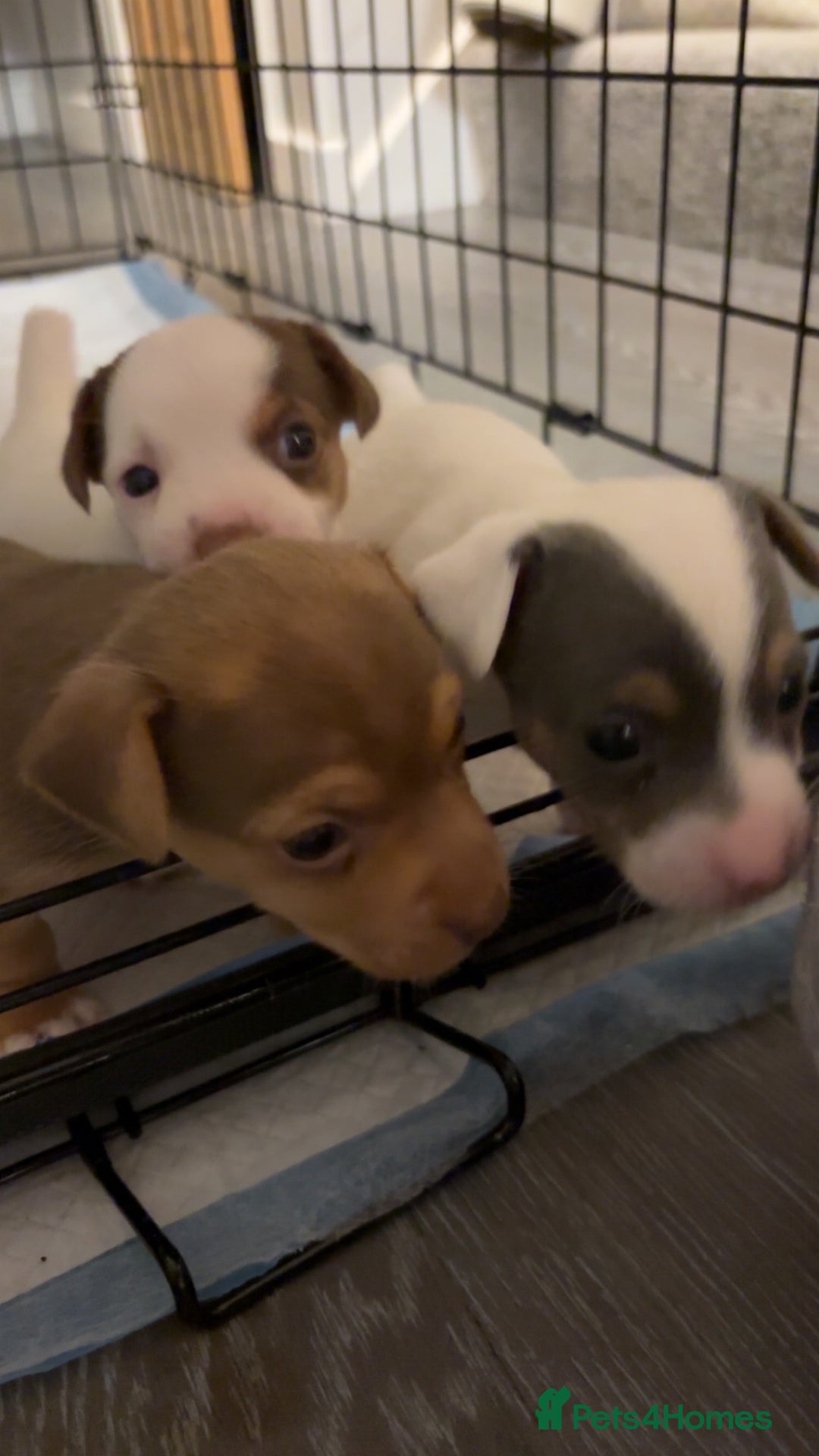 Jack Russell dogs for sale: Miniature Jack Russell’s   - Image 4