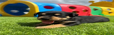 Mixed Breed 3