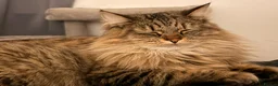 Maine Coon cats for sale: Adorable ragdoll/ Maine coon available to go ASAP - Advert 3