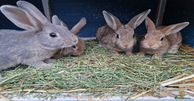 Mixed Breed rabbits - Advert 8