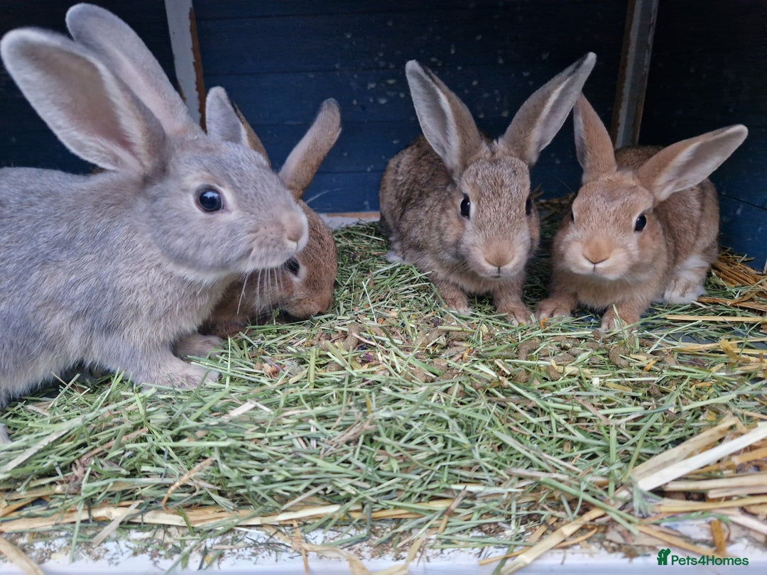 Mixed Breed rabbits for sale: Super cute bunny babies 🐰😍🐰 - Image 3