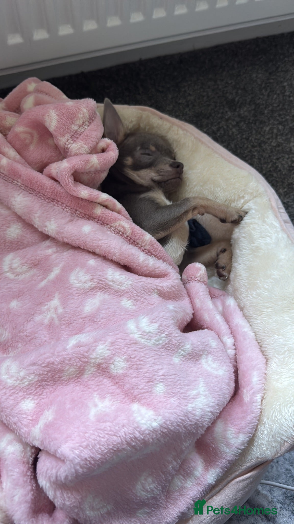 Chihuahua dogs Silver female chihuahua puppy for sale - Advert 3