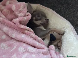 Chihuahua dogs Silver female chihuahua puppy for sale - Advert 1